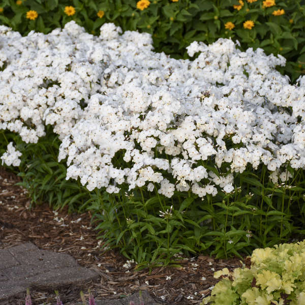 Opening Act White Hybrid Phlox with white flowers and dark green foliage in a garden. 