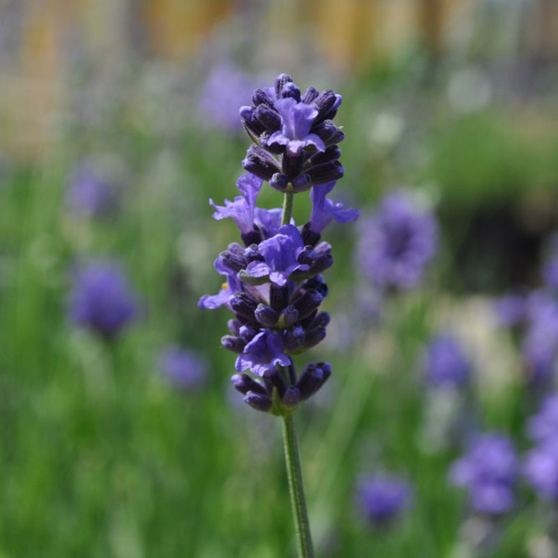 Lavande de Munstead Une lavande compacte à la floraison abondante !