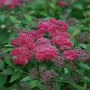 Close-up of Double Play Red Spirea's deep red-pink flower clusters.