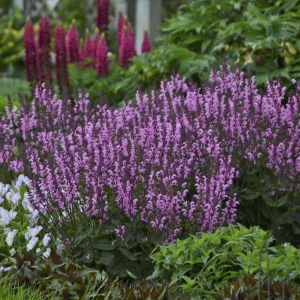 Color Spires Pink Dawn Salvia with unique pink flowers in a garden. 