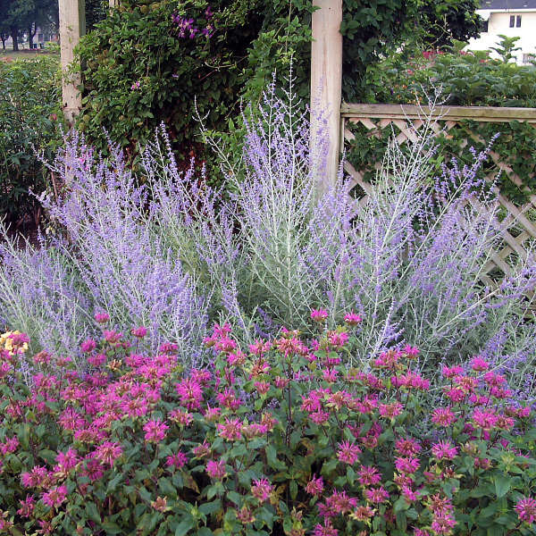 Great Garden Plants Russian Sage - Thumbnail 5