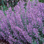 Nepeta Walker's Low is one of the longest blooming perennials for your garden
