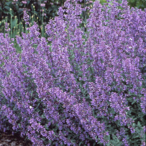 Nepeta Walker's Low is one of the longest blooming perennials for your garden