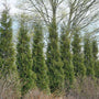 A row of Full Speed A Hedge American Pillar Arborvitae. 