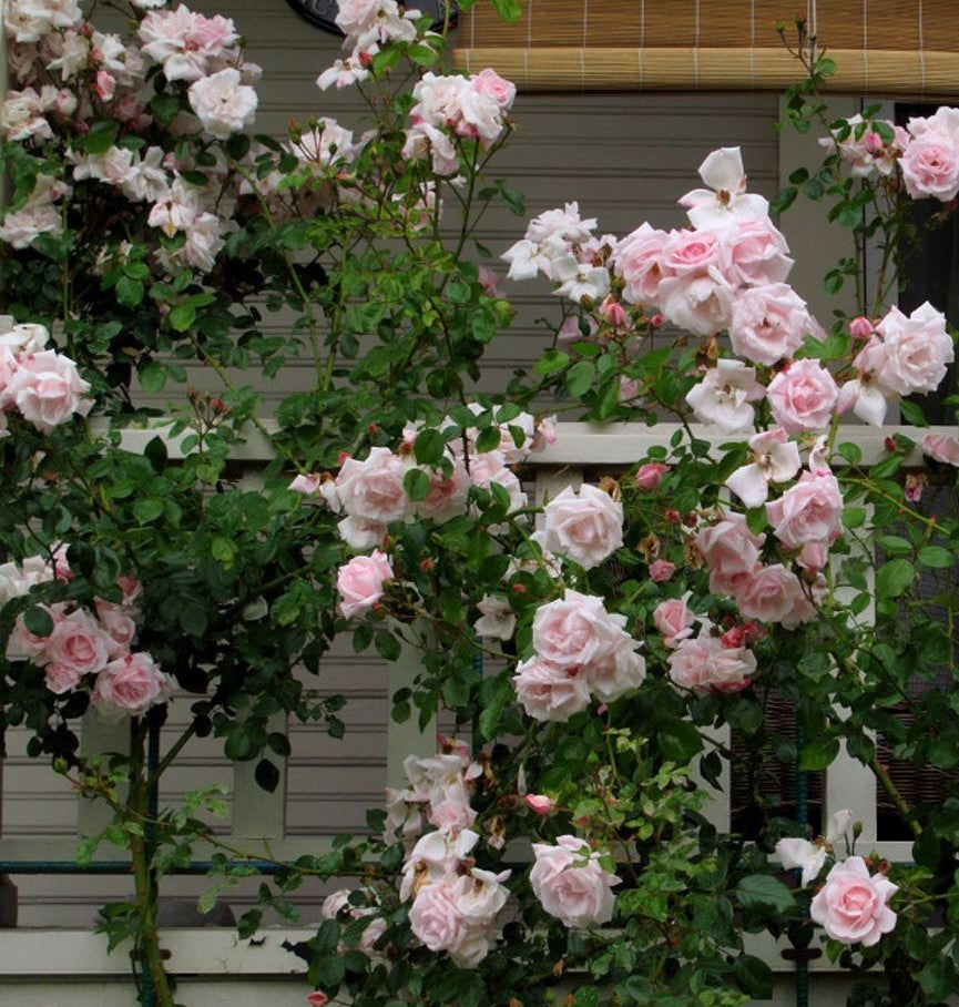 Rosier grimpant New Dawn aux fleurs rose tendre, grimpant le long d'une rambarde de porche. 