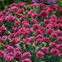 Cherry Vanilla Dianthus with carnation blooms and handsome foliage. 