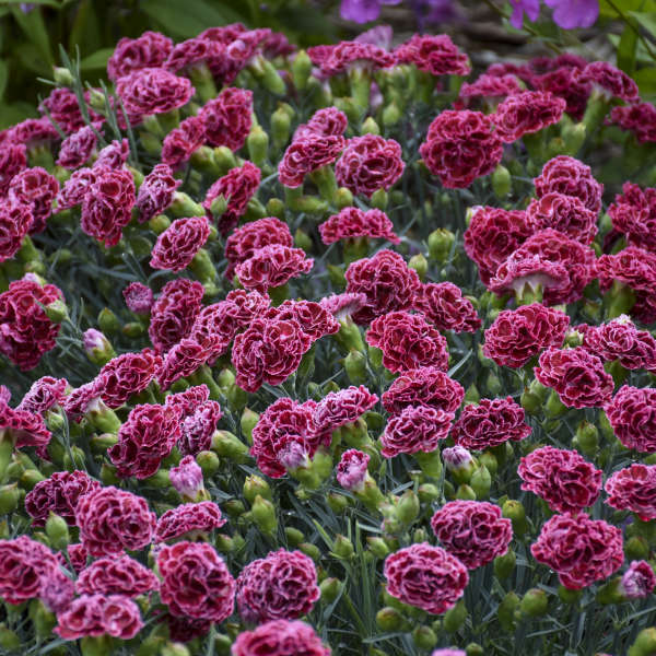Cherry Vanilla Dianthus with carnation blooms and handsome foliage. 