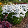 Opening Act White Hybrid Phlox with pure white flowers in a garden with a dark purple heuchera. 