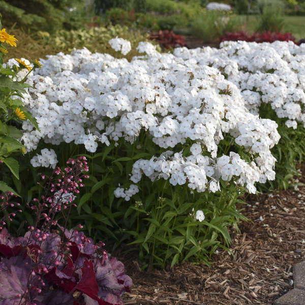 Opening Act White Hybrid Phlox with pure white flowers in a garden with a dark purple heuchera. 