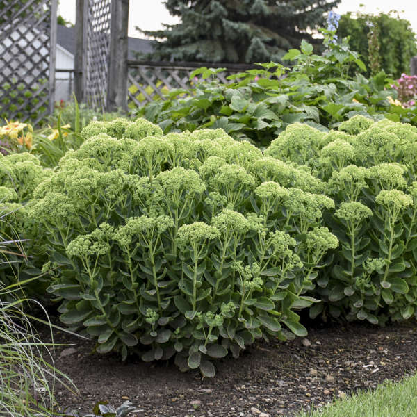 joy succulents 'Autumn Joy' Stonecrop Plants For Sale