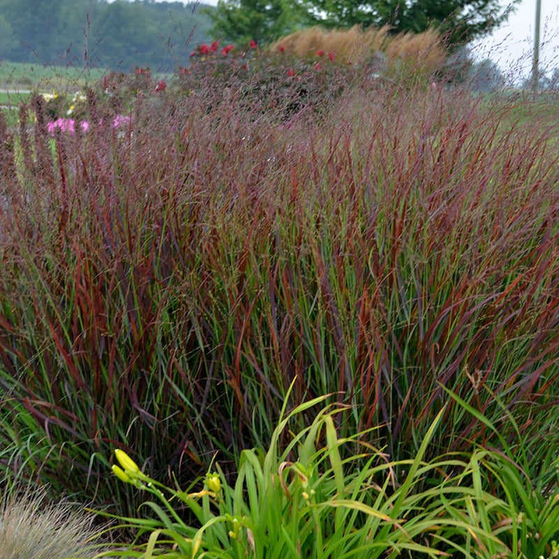 Le panic érigé « Cheyenne Sky » de Prairie Winds présente des feuilles rouges en automne.