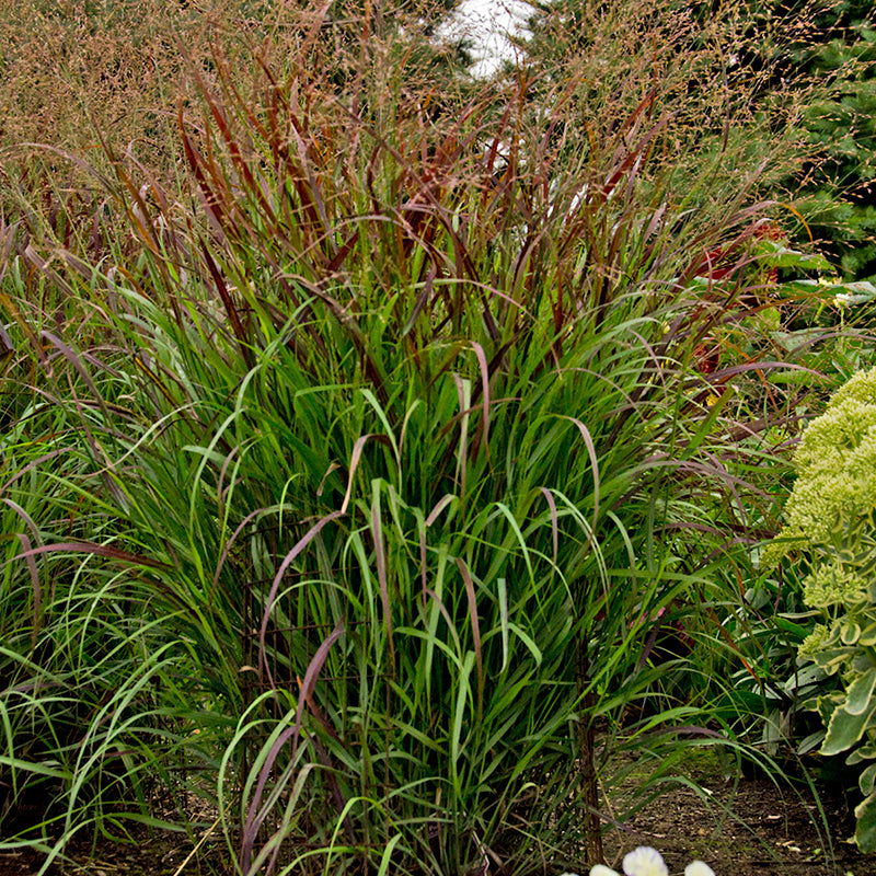 Proven Winners Prairie Winds Cheyenne Sky Switch Grass - Thumbnail 2