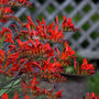 Vase-shaped red Lucifer Montbretia blooms on dark arching stems. 