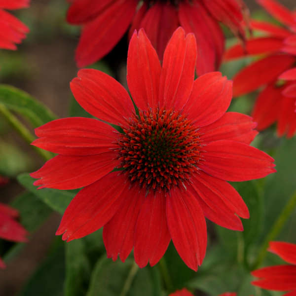 Sombrero Salsa Red Coneflower is drought tolerant.