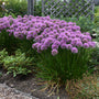 Millenium Allium with purple blooms and glossy green foliage in a garden. 