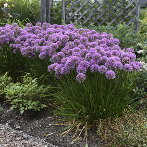 Millenium Allium with purple blooms and glossy green foliage in a garden. 