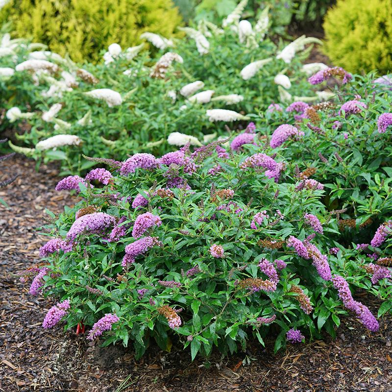 Pugster Periwinkle Butterfly Bush has a dwarf habit with purple blooms.