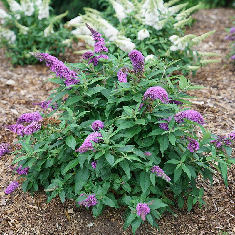 Pugster Periwinkle Butterfly Bush along side a Pugster White Butterfly Bush full bloom in garden.