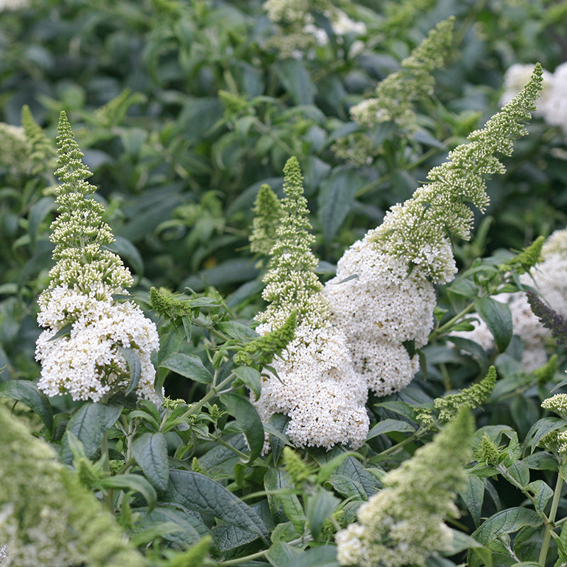 Proven Winners Pugster Butterfly Bush - Thumbnail 2