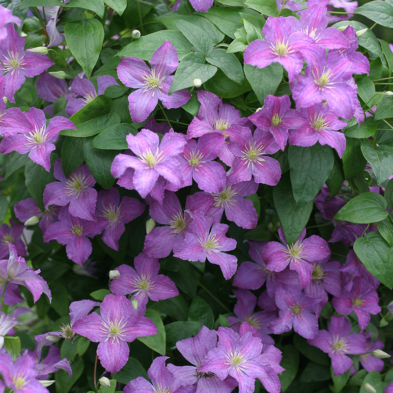 Jolly Good Clematis' green foliage showered in electric purple blooms. 