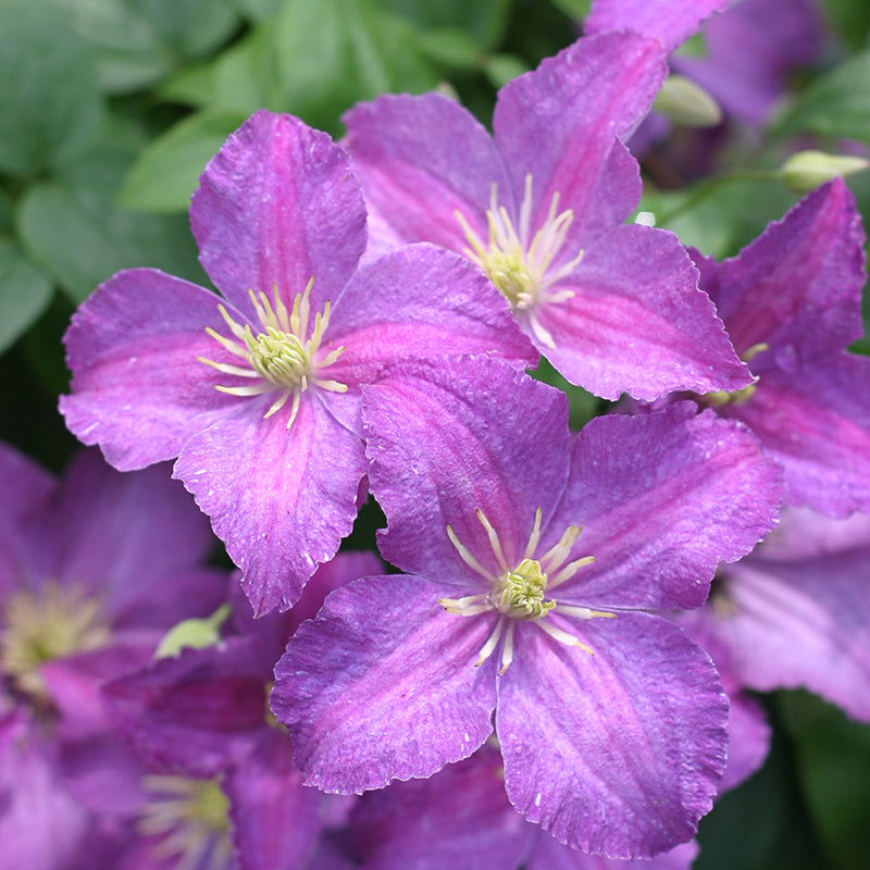 Close-up of Jolly Good Clematis' electric purple flowers. 