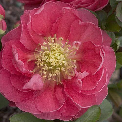 Gros plan sur une fleur de cognassier à fleurs Double Take Pink, d'un rose corail éclatant et en forme de coupe. 
