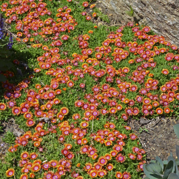 A carpet of Fire Spinner Ice Plant in a landscape. 