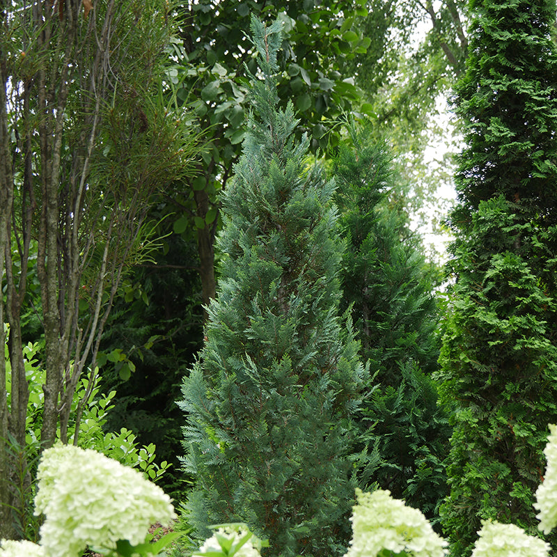 Pinpoint Blue False Cypress dense soft foliage adds interest in your landscape.