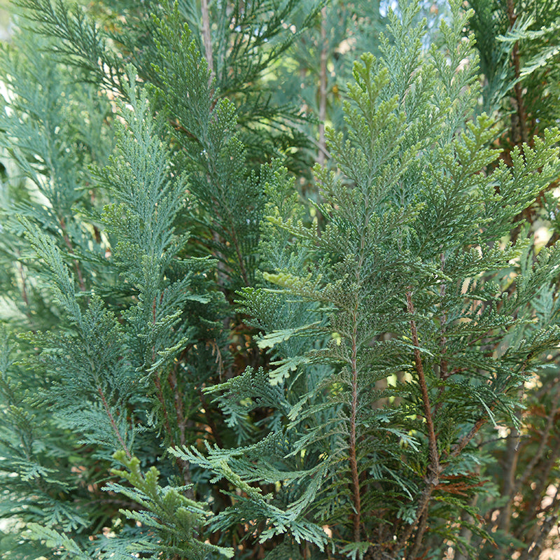 Pinpoint Blue False Cypress has feathery blue tinged fragrant foliage.