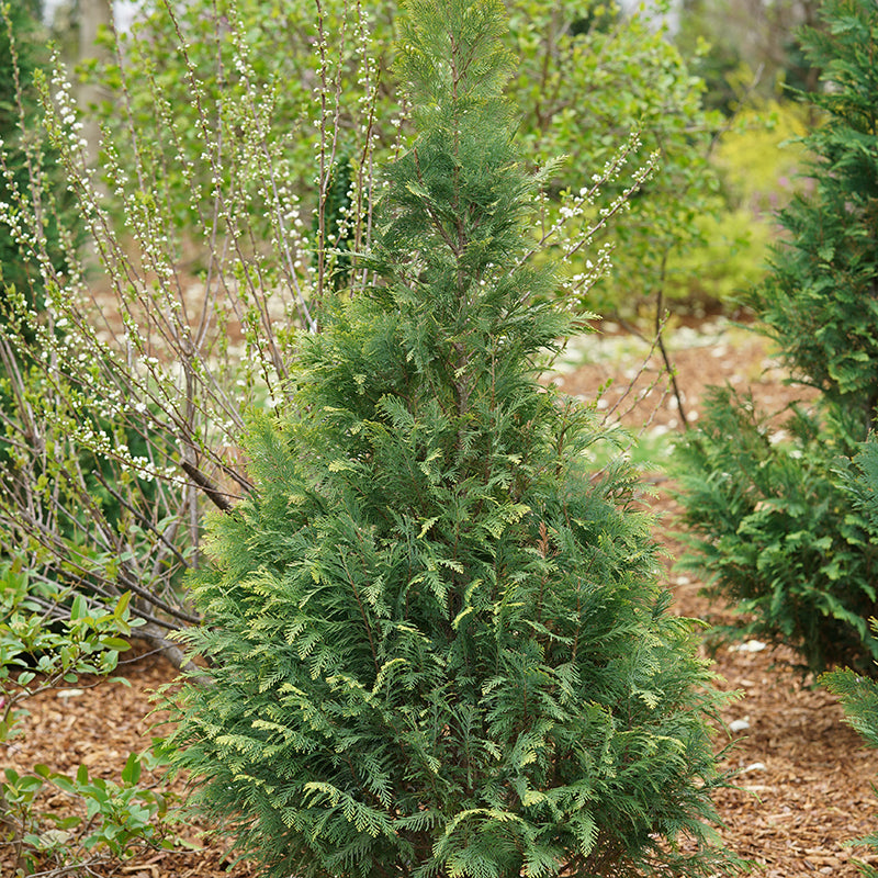Pinpoint® Blue & Gold False Cypress perfectly shaped tree for your landscape.