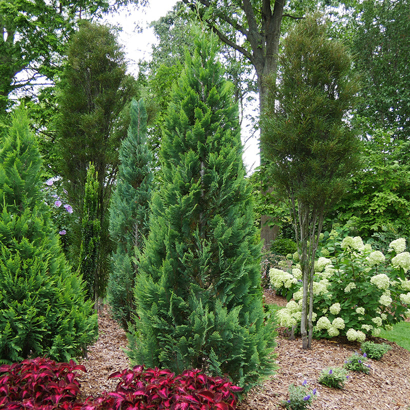 Pinpoint® Blue & Gold False Cypress has dense narrow column shape goes perfect in any landscape.