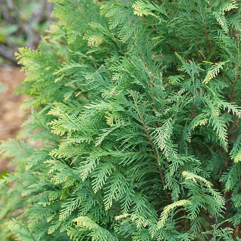Pinpoint® Blue & Gold False Cypress dense soft foliage adds interest in your landscape.