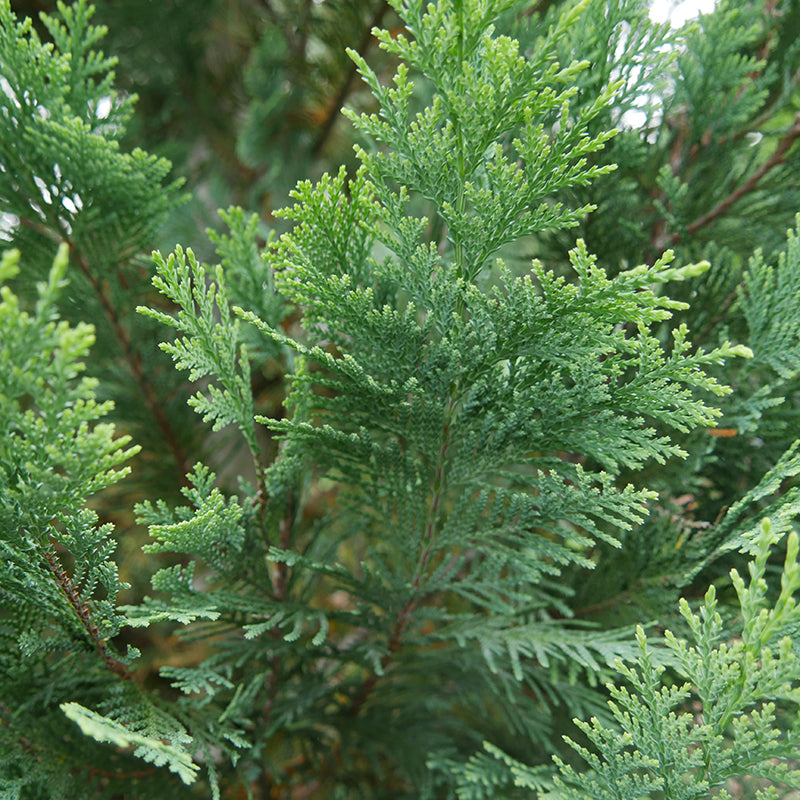 Pinpoint® Blue & Gold False Cypress has feathery blue tinged fragrant foliage.