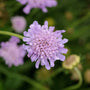 Gros plan sur une fleur bleu-violet arrondie et frisée de la variété Butterfly Blue Pincushion Flower. 