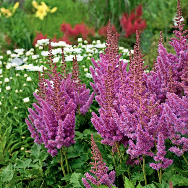 Visions Astilbe with fluffy purple flower plumes. 