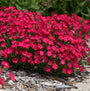 Paint the Town Red dianthus with deep red blooms in a garden. 