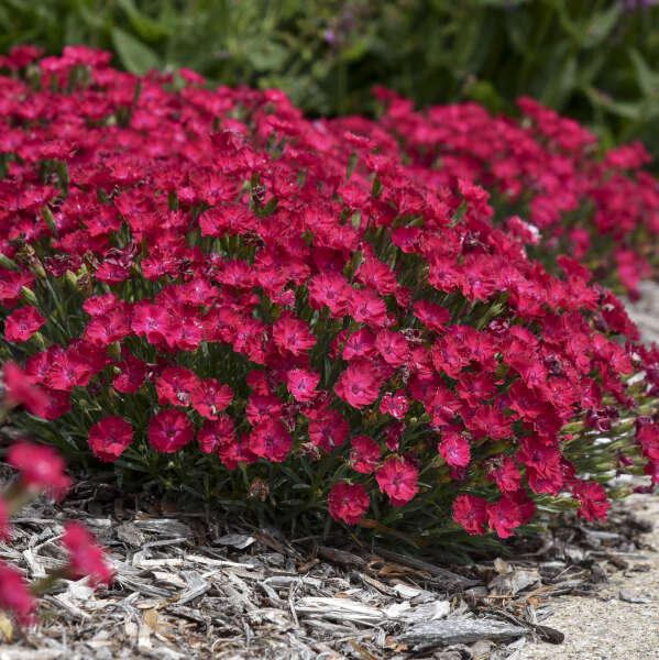 Paint the Town Red dianthus with deep red blooms in a garden. 