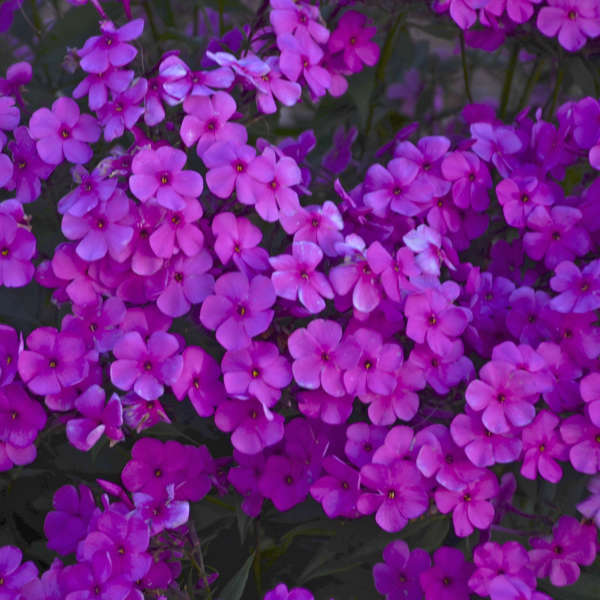 Gros plan sur les fleurs d'un violet éclatant du phlox coussin haut « Cloudburst ». 