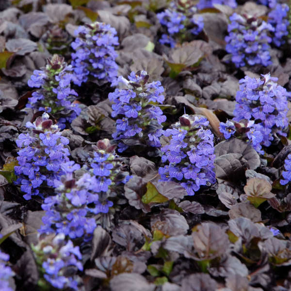 Close-up on the blue blooms and near-black foliage of Black Scallop Bugleweed. 