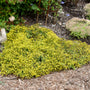 Sedum Yellow Brick Road est un couvre-sol compact et bas.