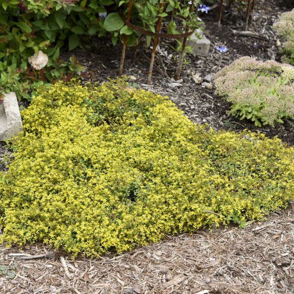 Sedum Yellow Brick Road est un couvre-sol compact et bas.