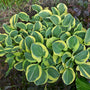 'Might Mouse' Hosta with green and yellow variegated foliage. 