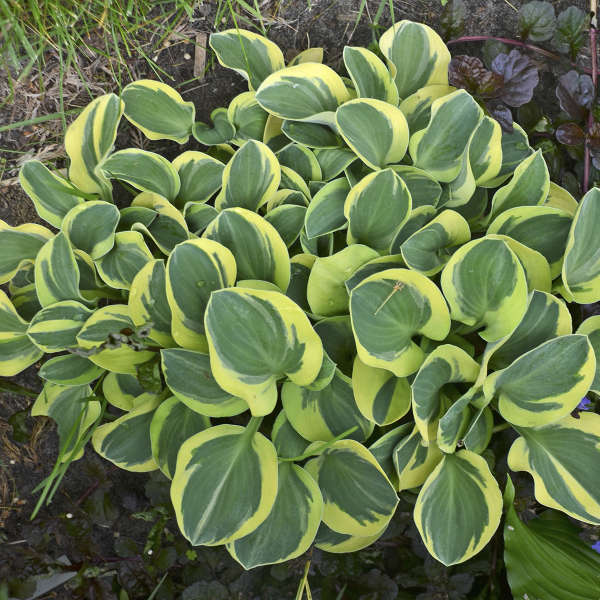 'Might Mouse' Hosta with green and yellow variegated foliage. 