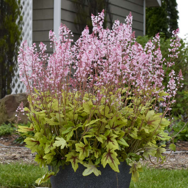Fun and Games Eye Spy Foamy Bells with pink flowers in a containers. 