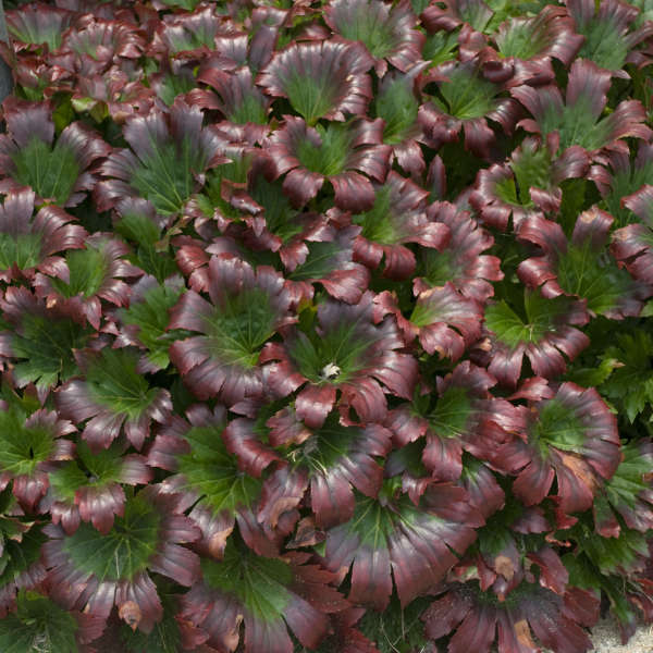Red-Leafed Mukdenia leaves turn blazing red in fall.
