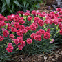 Fruit Punch Cherry Vanilla Dianthus with blue-green foliage and carnation flowers. 