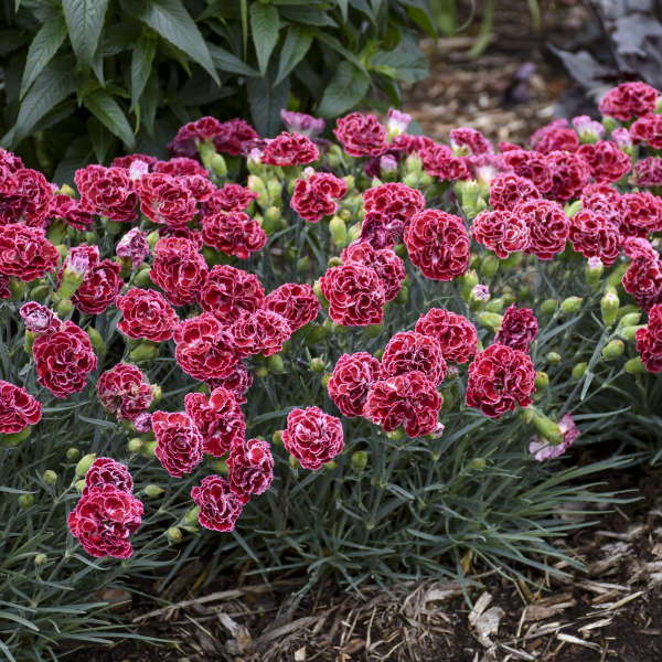 Fruit Punch Cherry Vanilla Dianthus with blue-green foliage and carnation flowers. 