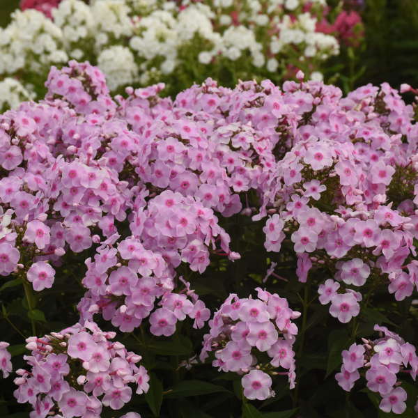 Luminary™ Opalescence Phlox has bright pink flowers