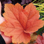 Close-up of a hand holding a large orange Southern Comfort Coral Bells leaf. 