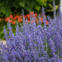 Close-up of the purple-blue Denim 'n Lace Russian Sage blooms. 